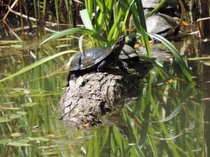 mocsari-teknos-nyomaban-kiralyreten