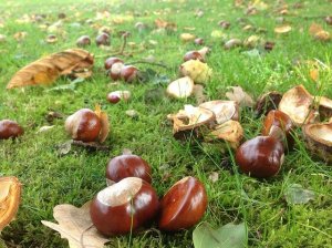 chestnuts-327699_640