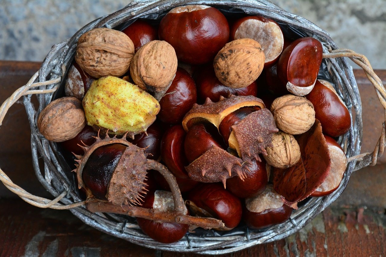 chestnut-471288_1280